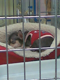 %CA%EE%E3%EE %E2%FB %EB%FE%E1%E8%F2%E5 - %EA%EE%F2%EE%E2 %E8%EB%E8 %F1%EE%E1%E0%EA%3F