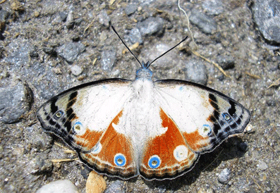 ����� ������. �����