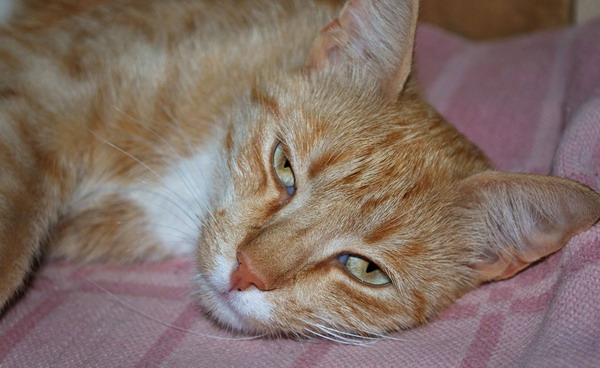 ����� ������������� ��������� ���� ������(�����-���������)