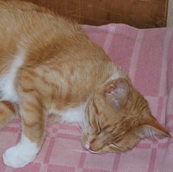 ����� ������������� ��������� ���� ������(�����-���������)